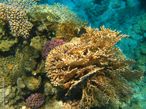 Corals at the bottom of the Red Sea