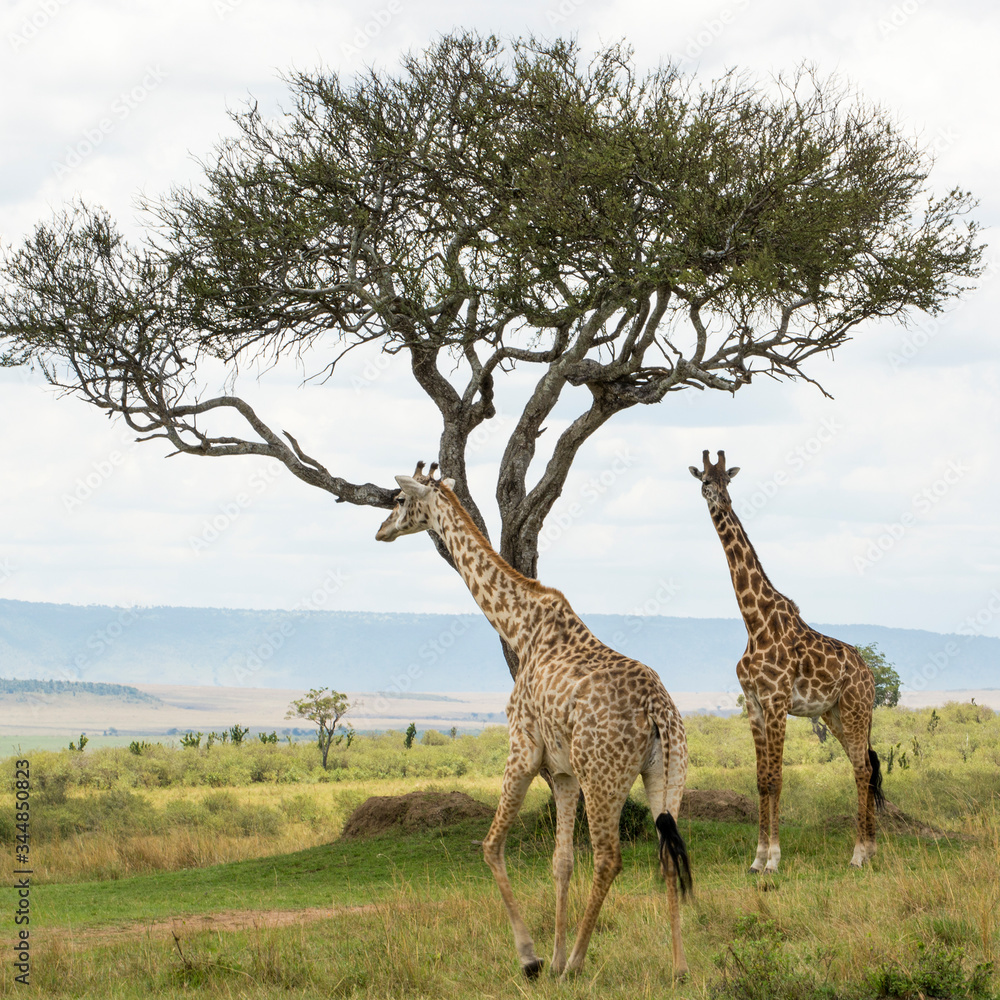 Fototapeta premium A Rothschild Giraffe and a Masai Giraffe under an Acacia tree in Masai Mara on a sunny September afternoon