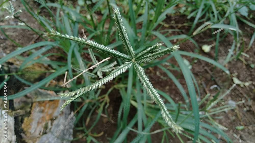 Close up green Eleusine indica (Indian goosegrass, yard grass, goosegrass, wiregrass, crow foot grass, lulangan). This plant is a species of grass in the family Poaceae. It is a small annual grass. Close up green Eleusine indica (Indian goosegrass, yard grass, goosegrass, wiregrass, crow foot grass, lulangan). This plant is a species of grass in the family Poaceae. It is a small annual grass.