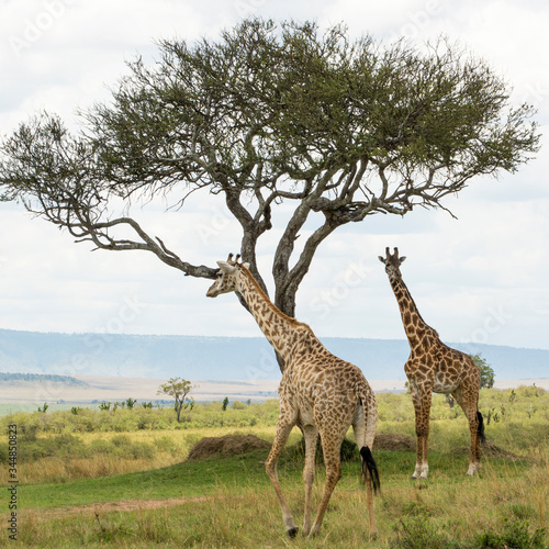 A Rothschild Giraffe and a Masai Giraffe under an Acacia tree in Masai Mara on a sunny September afternoon