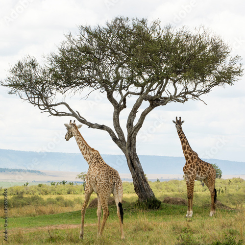 A Rothschild Giraffe and a Masai Giraffe under an Acacia tree in Masai Mara on a sunny September afternoon