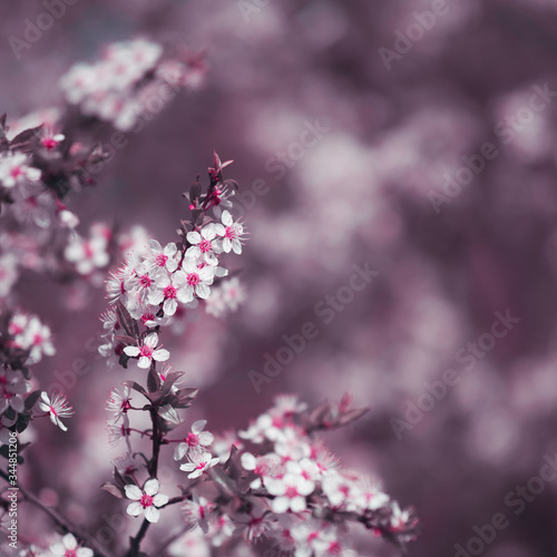 Cherry blossom branches spring background