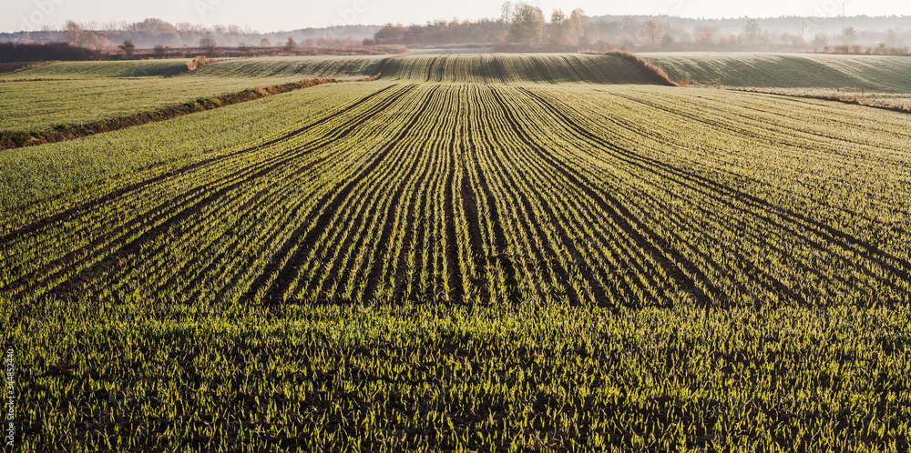 Naklejka premium poranne pola