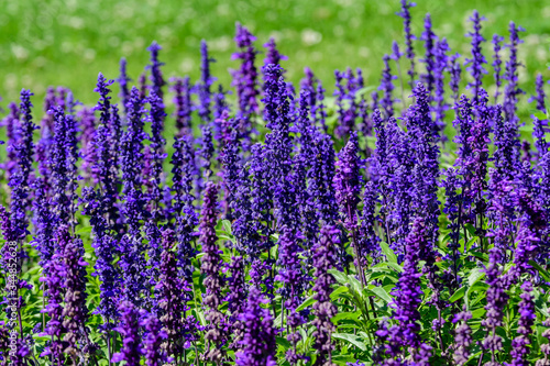 Many dark blue flowers of Salvia officinalis, commonly known as garden sage, common sage, or culinary sage, in soft focus, in a garden in a sunny summer day, beautiful outdoor floral background 