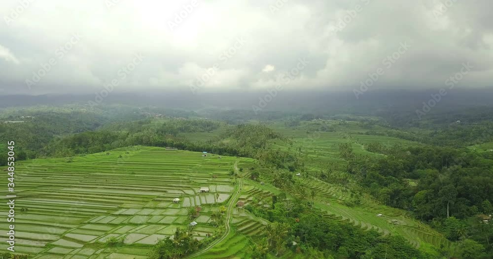 rice fields, indonesia rice fields, indonesia