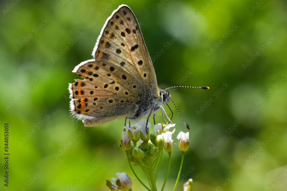 Sooty Copper butterfly on flower. Small blue butterfly, Lycaena tityrus, on meadow Sooty Copper butterfly on flower. Small blue butterfly, Lycaena tityrus, on meadow