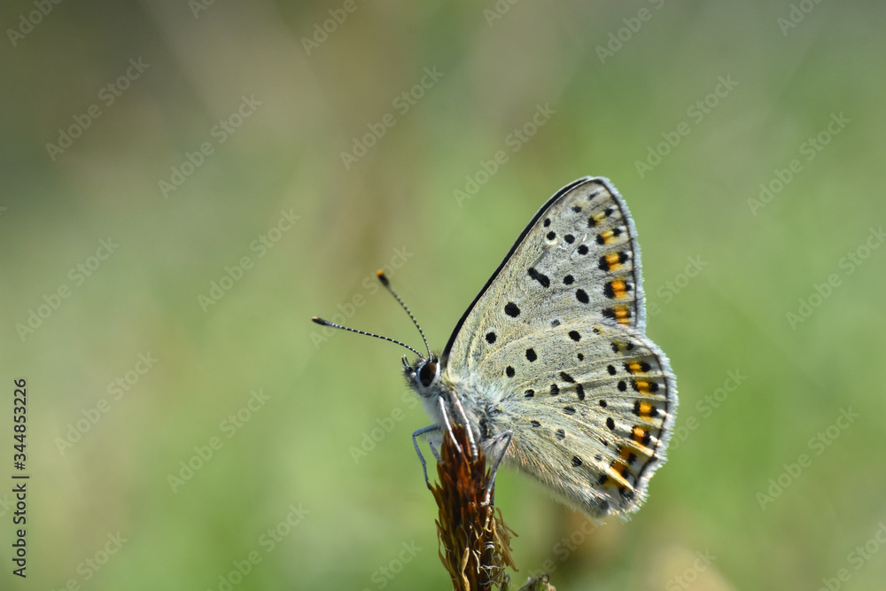 Sooty Copper butterfly on flower. Small blue butterfly, Lycaena tityrus, on meadow Sooty Copper butterfly on flower. Small blue butterfly, Lycaena tityrus, on meadow