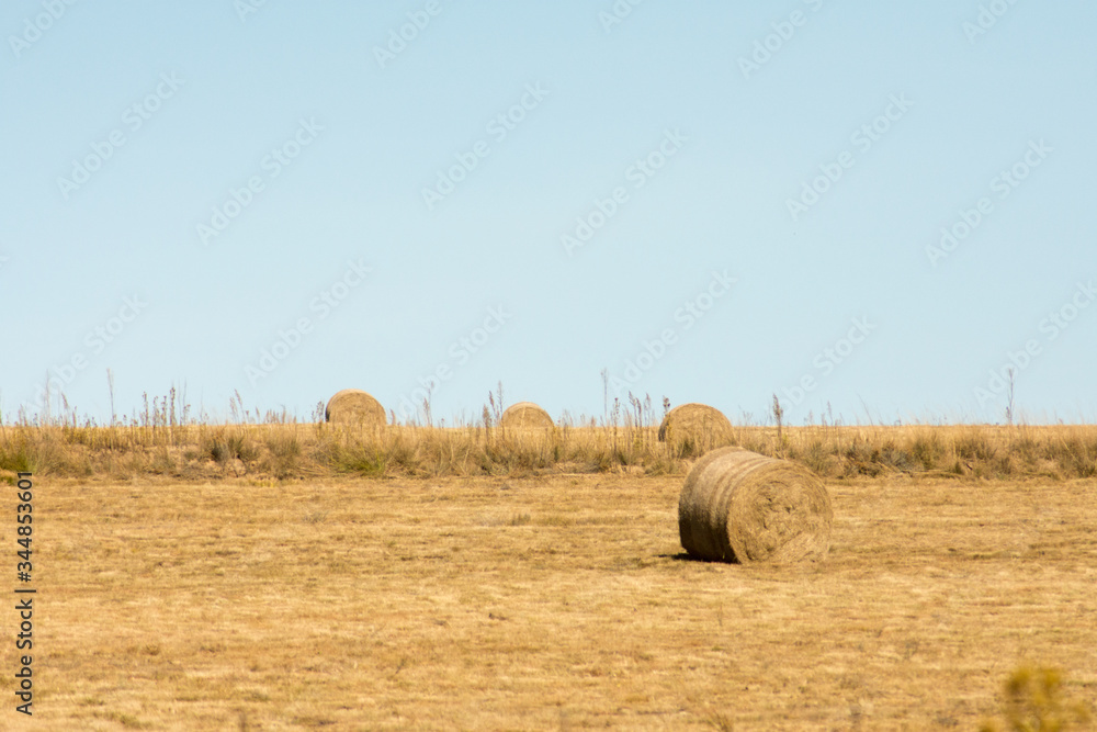 Hay or straw bales in the field