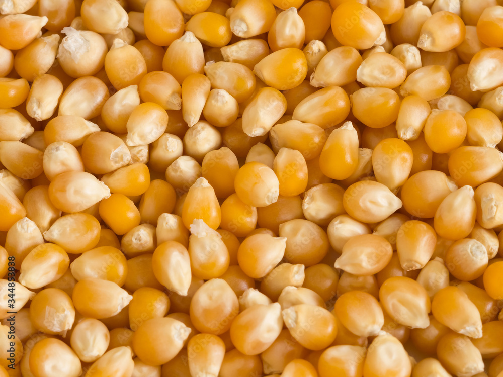 Fine golden dry corn groats texture close up Fine golden dry corn groats texture close up
