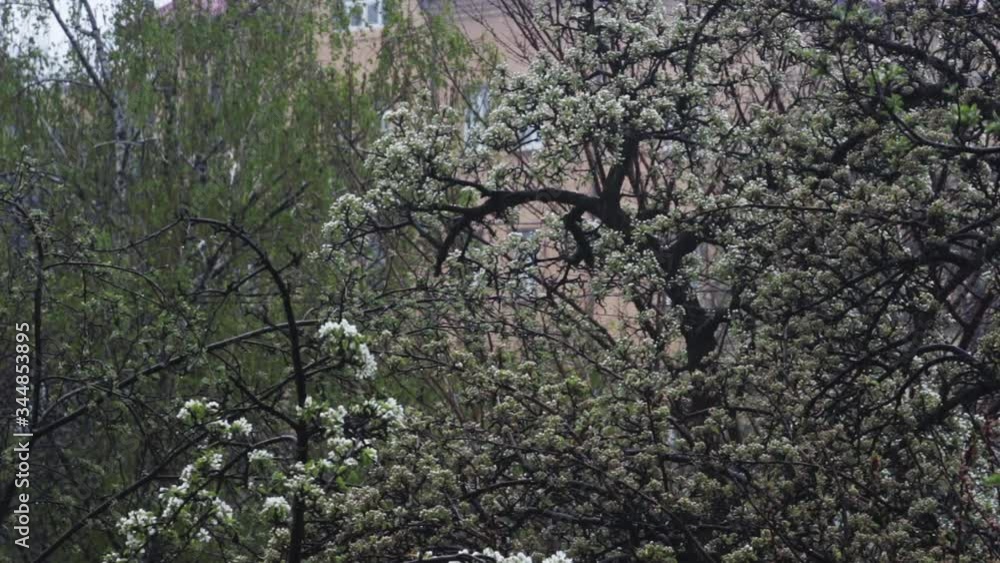 lush blooming pear tree suffers under light snowfall in garden against birch hiding bright house in late spring lush blooming pear tree suffers under light snowfall in garden against birch hiding bright house in late spring