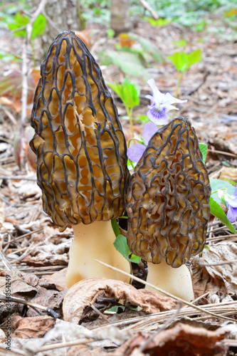 A pair of nice specimen of Black morel mushrooms photo