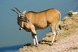 Wild Common Eland (or Antelope) in a Game reserve