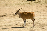 Wild Common Eland (or Antelope) in a Game reserve