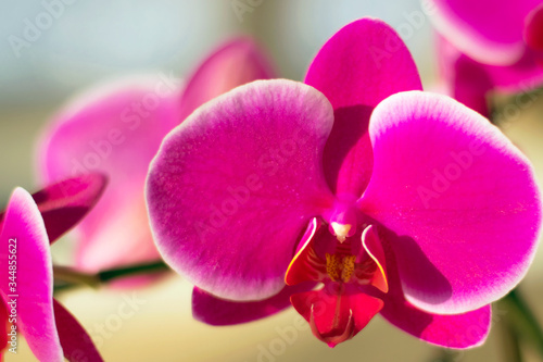 Lily orchids in mornning light