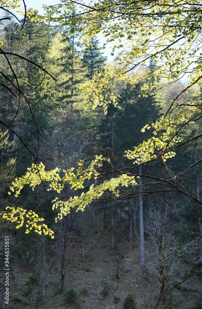 Obraz premium Energie tanken im Wald