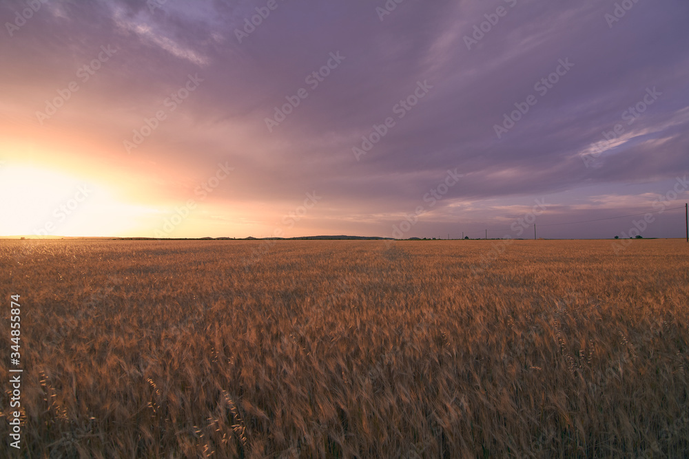 Obraz premium Wheat fields bathed in the sun before harvest