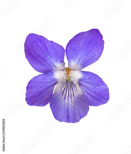 single wood violet, sweet violet, English violet, common violet, florist's violet or garden violet (viola odorata) flower, detail