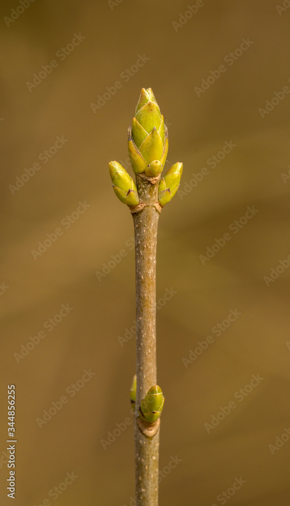 end of tree twig in spring with growing buds end of tree twig in spring with growing buds