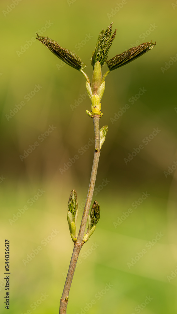 end of tree twig in spring with fresh leaves coming out of buds end of tree twig in spring with fresh leaves coming out of buds