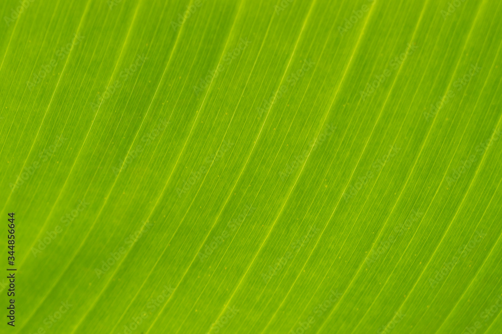Banana leaves pattern texture background Banana leaves pattern texture background