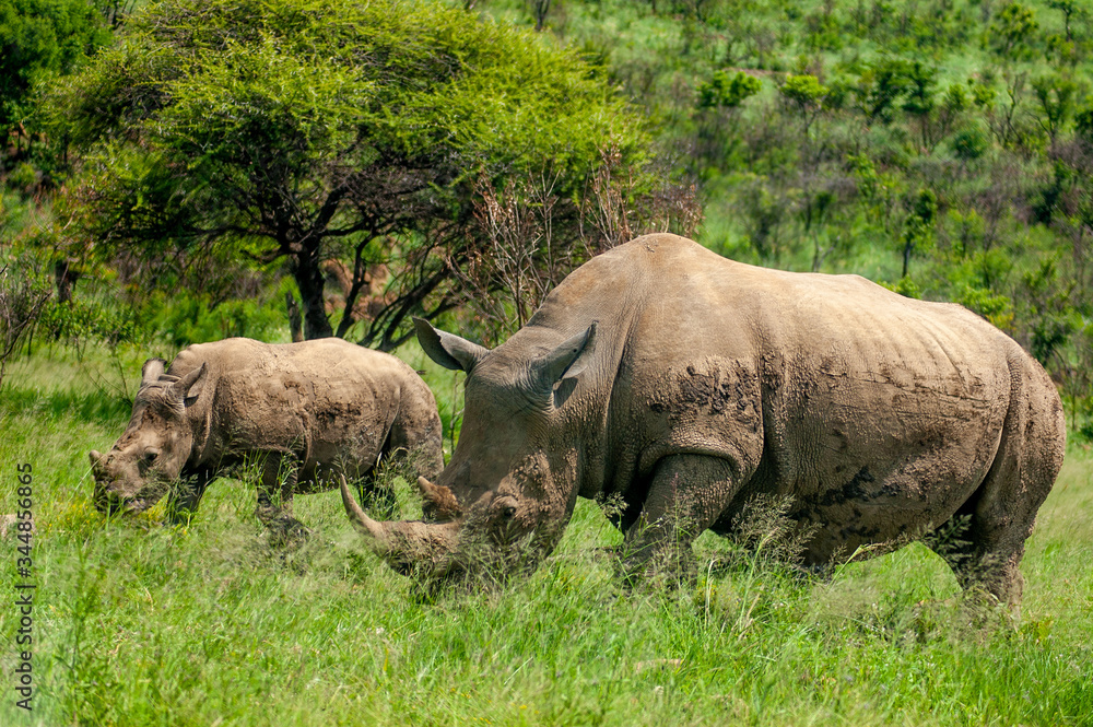 Fototapeta premium Wild Rhinoceros in South African Game Reserve