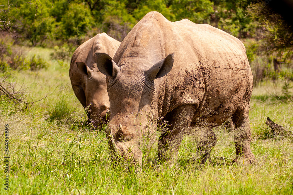 Wild Rhinoceros in South African Game Reserve Wild Rhinoceros in South African Game Reserve