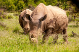 Wild Rhinoceros in South African Game Reserve