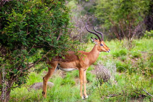 Fototapeta Naklejka Na Ścianę i Meble -  Wild Deer in a Game Reserve