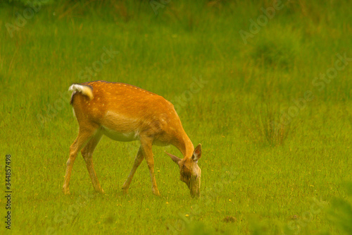 Fototapeta Naklejka Na Ścianę i Meble -  New Forest Deer Grazing in The Meadow