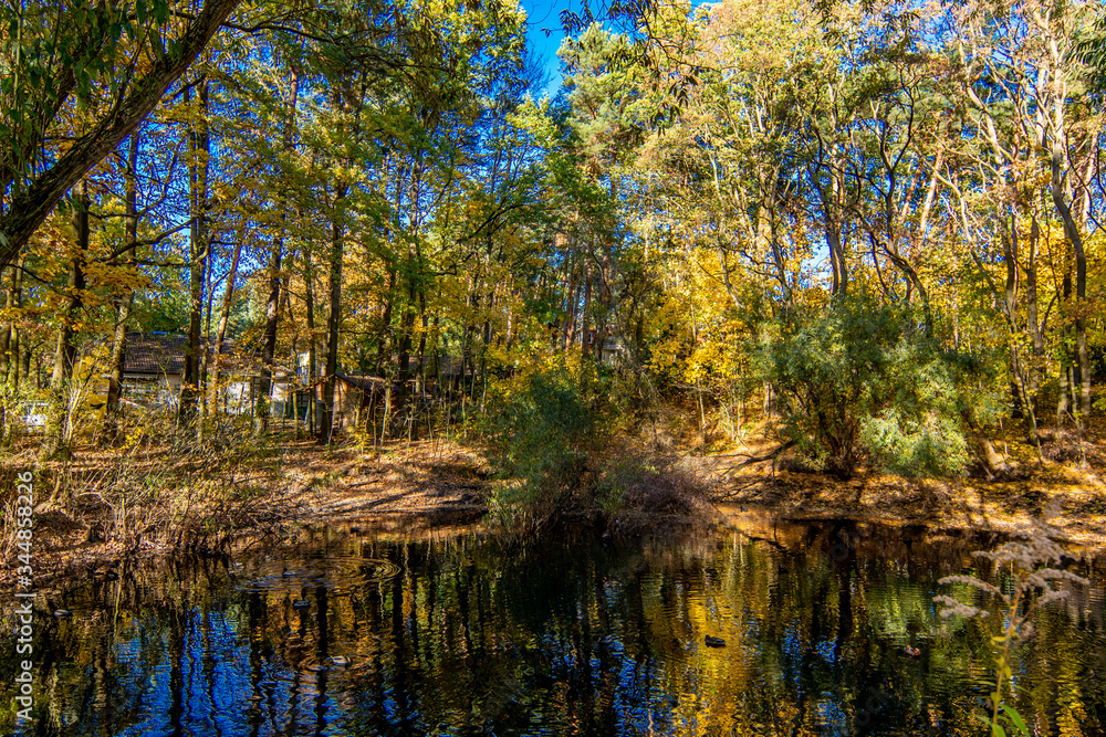 Idyllic small lake sourrounded by trees