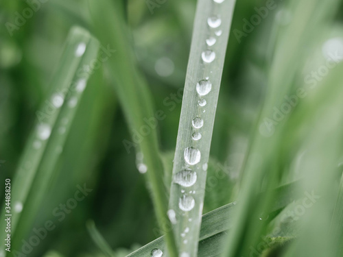 dew drops on the grass