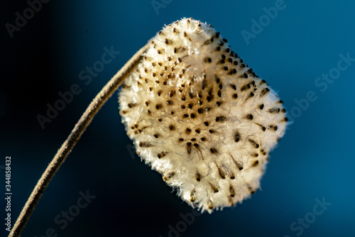 Macro picture of a fluffy seed boll of a windflower
