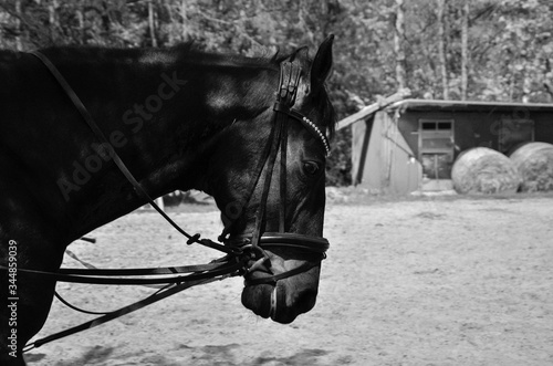 black and white photo of a horse in dressage school
