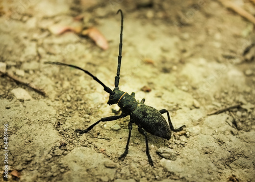 strange horned beetle on the background of sandy land close-up