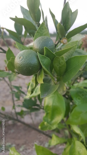 Lime or green lemon on the branches hanging from lime tree with blurred backgroundLime or green lemon on the branches hanging from lime tree with blurred background