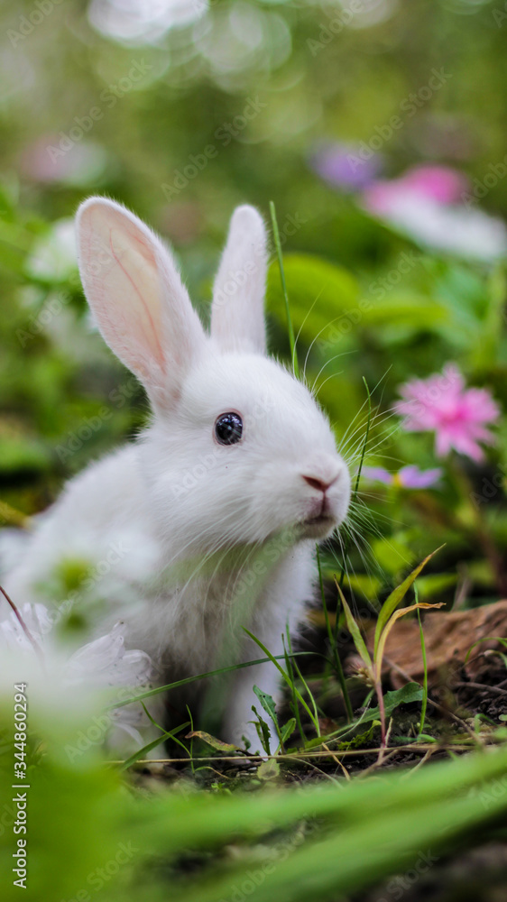 a small white rabbit peeks curiously out of the grass a small white rabbit peeks curiously out of the grass