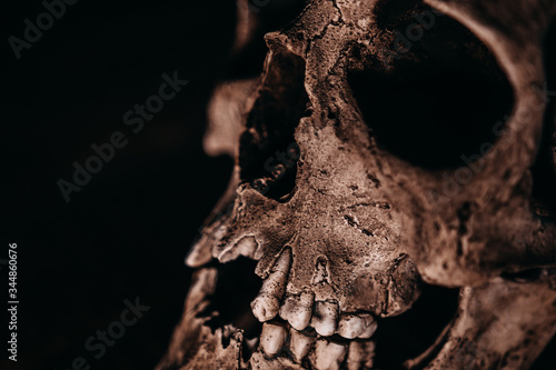 Skull of the human on a black background © Michal Šteflovič