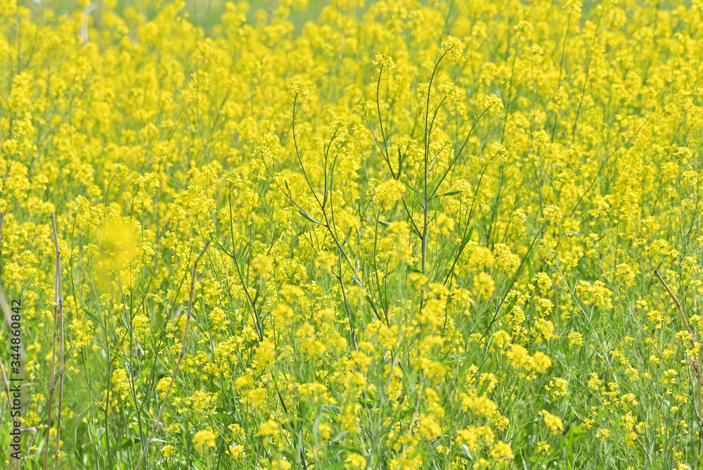 Canola flower Canola flower