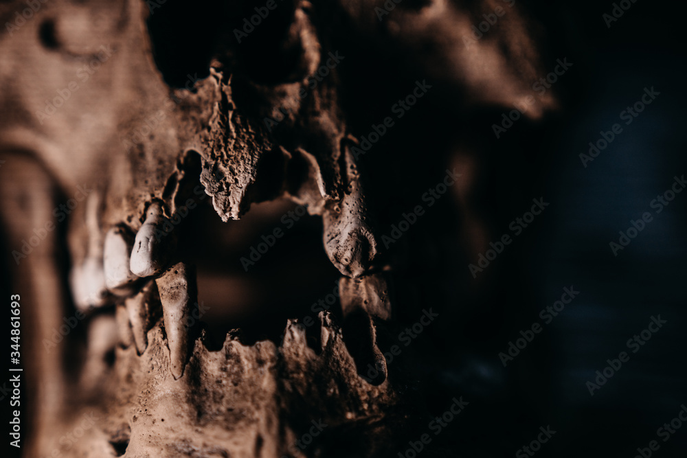 Skull of the human on a black background