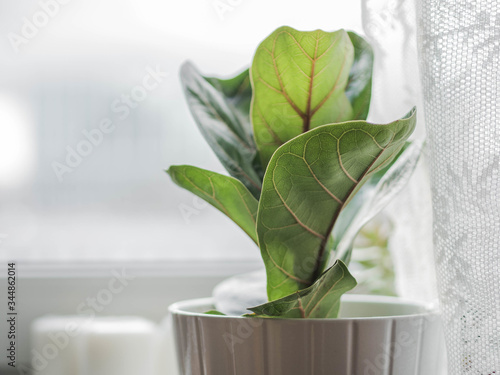 Low green ficus lyrate in a cache-pot on the windowsill. Copy space