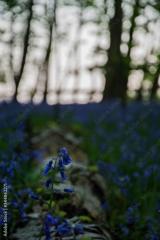 A close up photograph of a fallen tree surrounded by bluebells within an ancient woodland. A close up photograph of a fallen tree surrounded by bluebells within an ancient woodland.