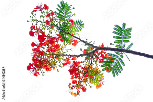 royal poinciana flower , red flower isolated on white background. photo