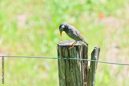 Grey Starling