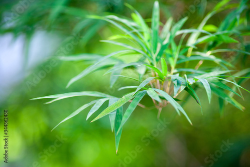 green bamboo leaf naturel background © ducksmallfoto