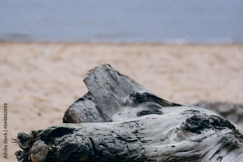 Driftwood/aged wood over sand background. Piece of driftwood top view on the beach. Driftwood stick closeup, wood texture for aquarium.
Driftwood/aged wood over sand background. Piece of driftwood top view on the beach. Driftwood stick closeup, wood texture for aquarium.
