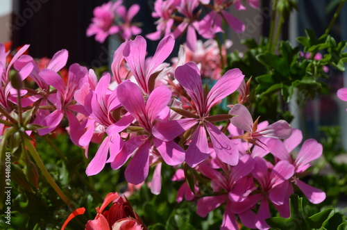 Group of vivid pink Pelargonium flowers  commonly known as geraniums  pelargoniums or storksbills  and fresh green leaves in a pot in a garden in a sunny spring day  multicolor natural texture 