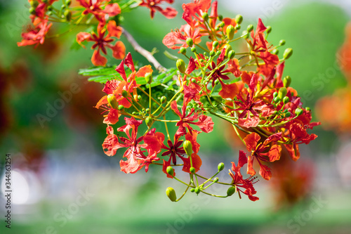 royal poinciana flower , red flower naturel background