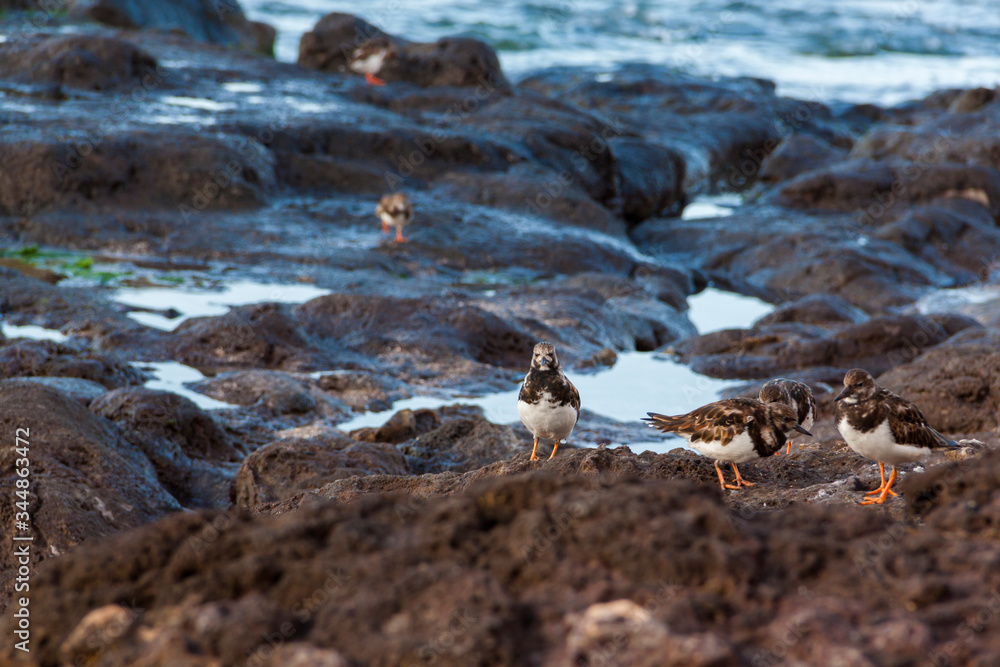 Fototapeta premium Grupo de Vuelvepiedras en la costa de Gran Canaria, España