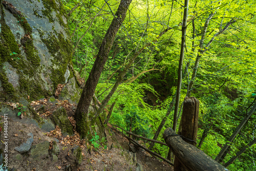 Mountain hiking trail leading through a forest full of fresh spring greenery in Appiano in Italian South Tyrol