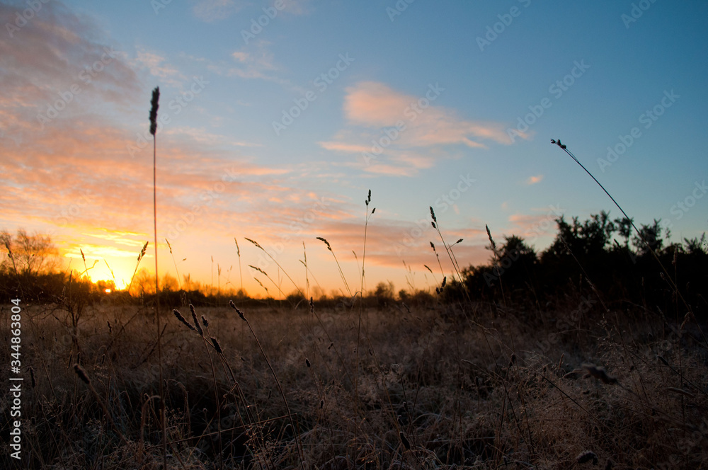 Sun rise over countryside scene with long grass meadow in foreground silhouetted against a blue and orange sky. Sun rise over countryside scene with long grass meadow in foreground silhouetted against a blue and orange sky.